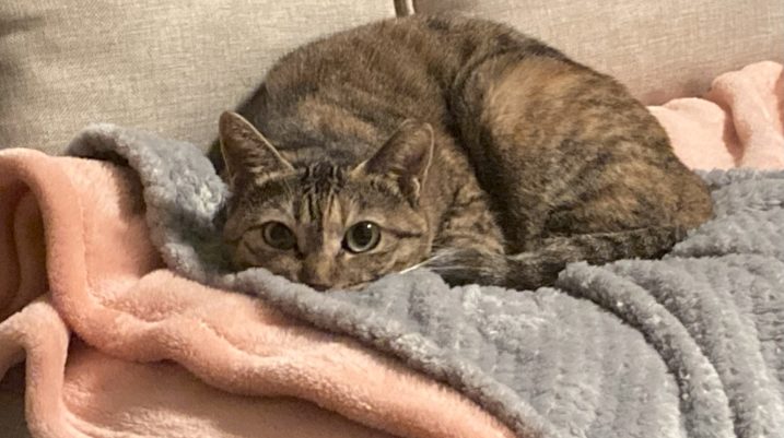 注目のコンテンツ